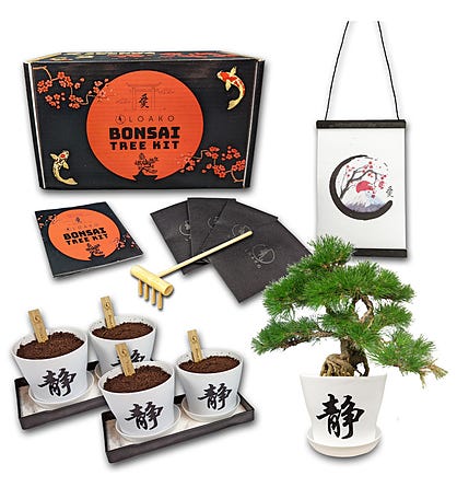 Japanese Bonsai Tree Kit
